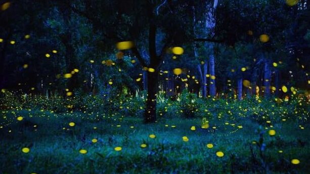 lucioles