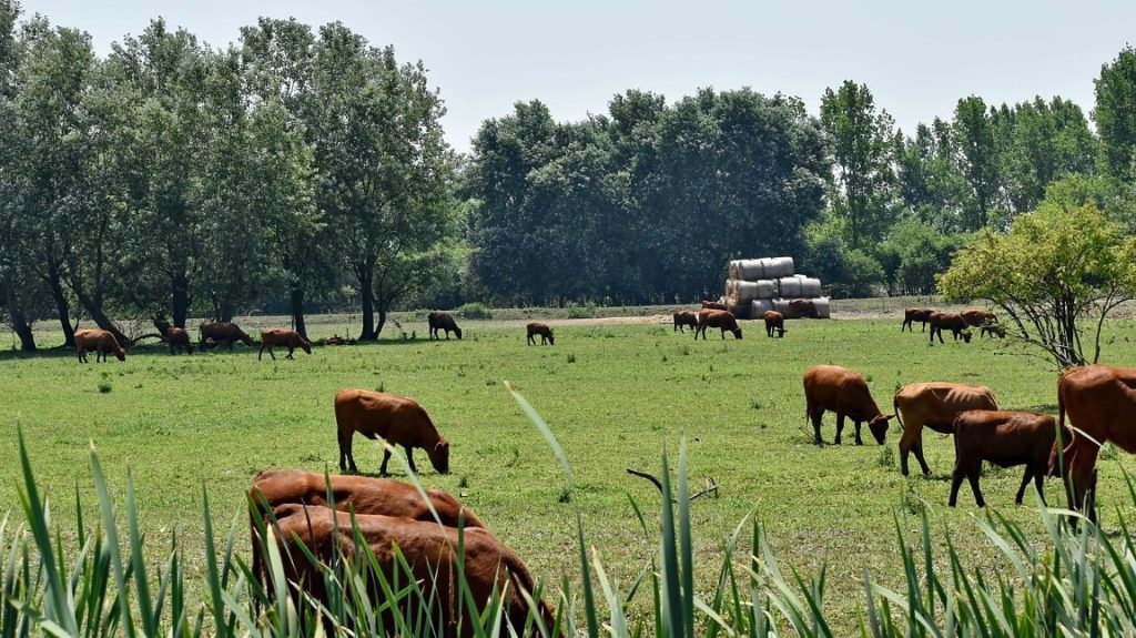 Bétail Abattage agriculteurs dermatose nodulaire