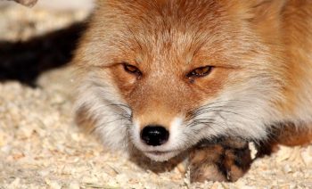 fox-3500499_1280.jpg