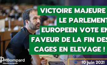 VICTOIRE MAJEURE : VOTE POUR LA FIN DES CAGES EN ELEVAGE AU PARLEMENT EUROPEEN !